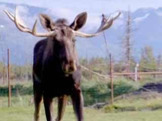  Alaska:  United States:  
 
 Wildlife Conservation Center